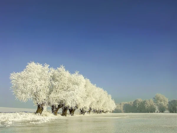 Salgueiros a costa do lago congelado — Fotografia de Stock