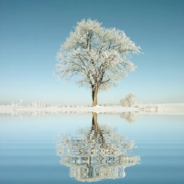 Yalnız ağaç — Stok fotoğraf