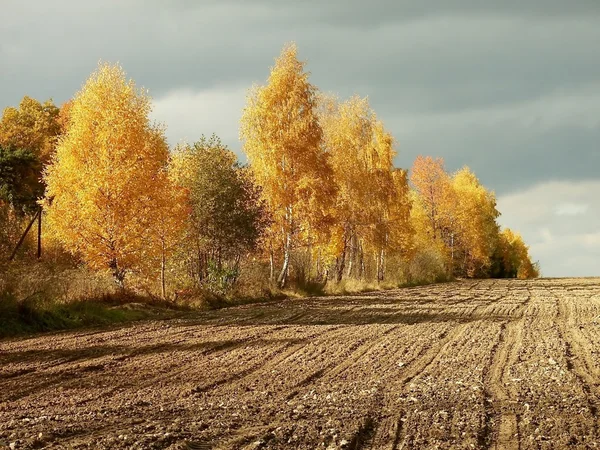 Autumn birches before storm — Stock Photo, Image