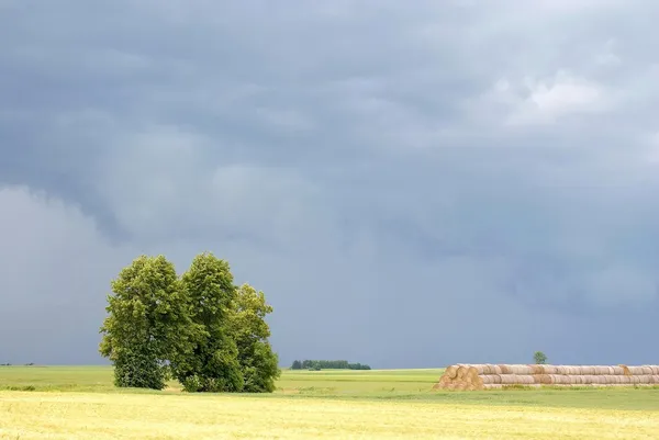 stock image Spring trees