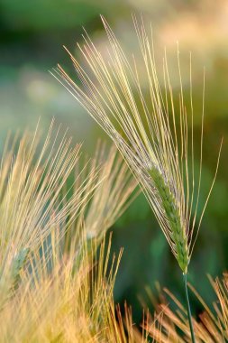 Ear of wheat clipart