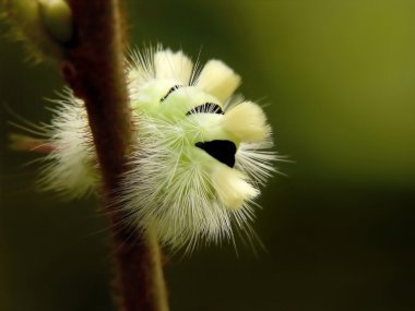 Green caterpillar clipart