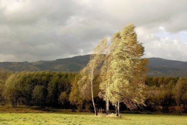 Birches on windy day clipart