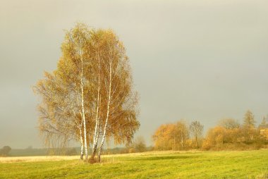 Birch before dusk on a hill clipart