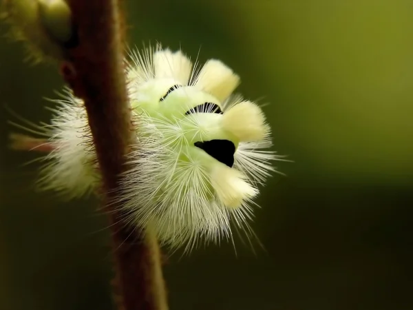 stock image Green caterpillar