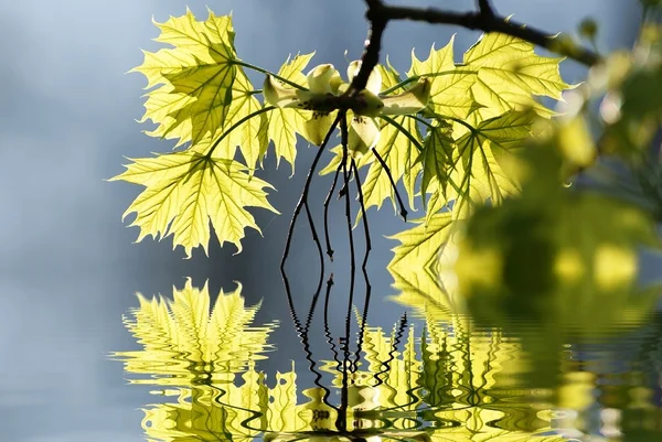 Folhas de bordo amarelas — Fotografia de Stock
