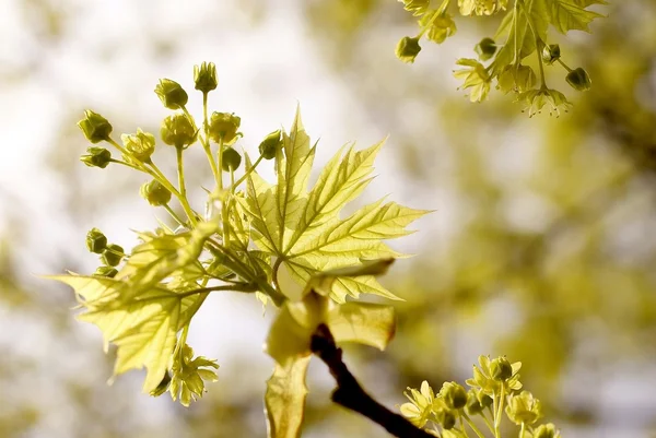 Folhas de bordo amarelas em um galho — Fotografia de Stock