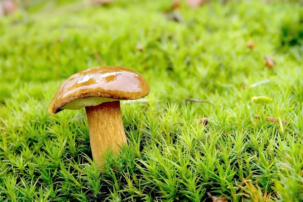 Brown mushroom — Stock Photo, Image