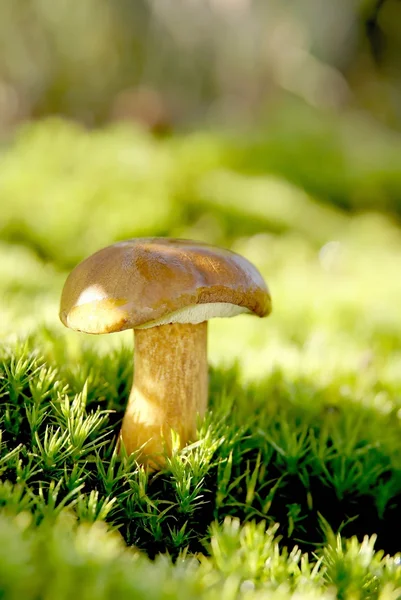 Mushroom on a green moss — Stock Photo, Image