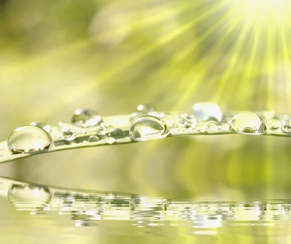 Краплі води на траві — стокове фото