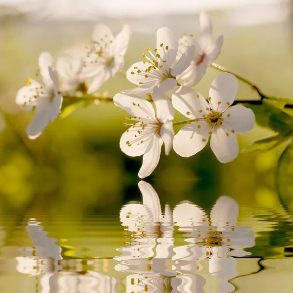 Flores de primavera al atardecer — Foto de Stock