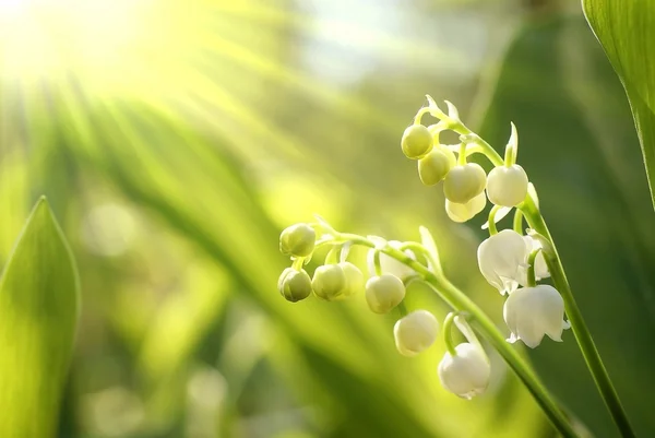 Lilly av dalen Stockbild