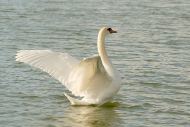 Swan spreads its wings clipart