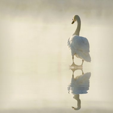 Swan on frozen lake clipart