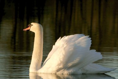 Swan on the lake at dawn clipart