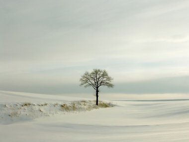 Lone oak tree on a hill clipart