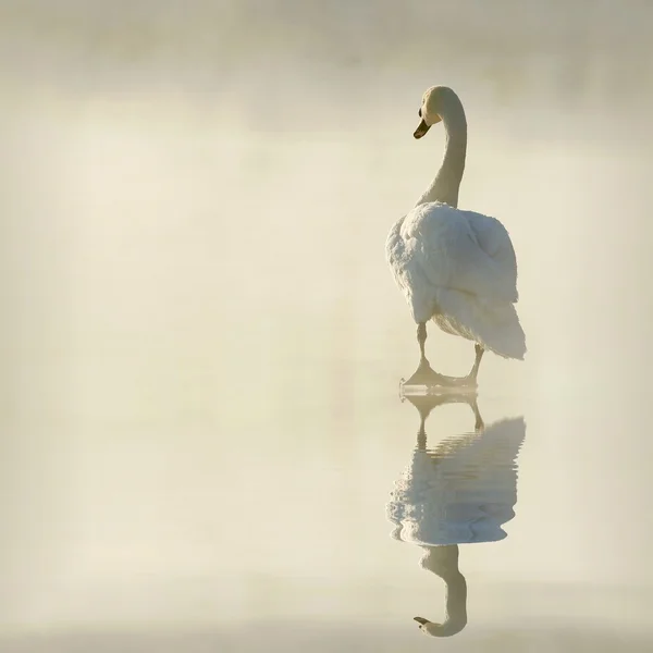 Cisne em lago congelado — Fotografia de Stock