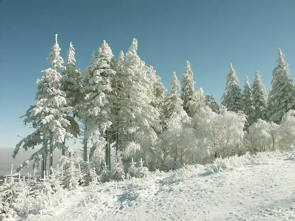雪覆盖着的松树 — 图库照片