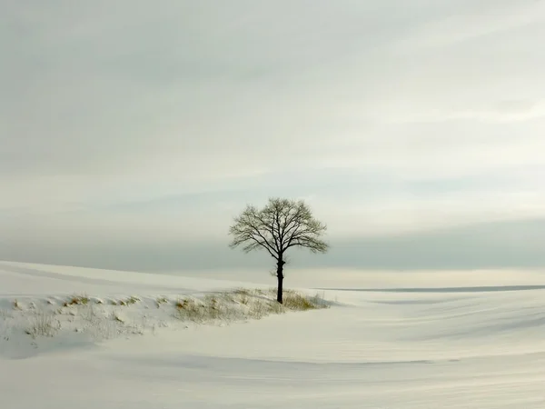 Bir tepede yalnız meşe ağacı — Stok fotoğraf