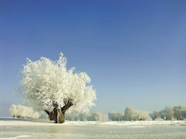 Willows the shore of the frozen lake — Stock Photo, Image