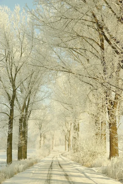 Natursköna vintern lane — Stockfoto