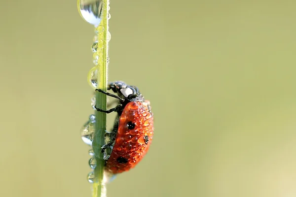 Ladybird with morning dew — Stock Photo, Image