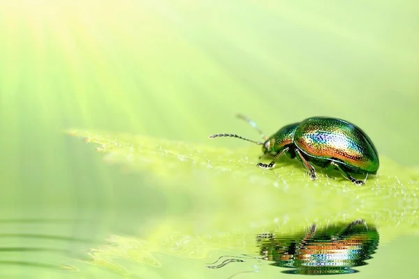 Escarabajo verde en la hoja — Foto de Stock