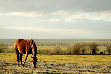 Grazing horse clipart