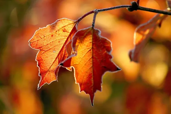 Осенние листья с утренним морозом — стоковое фото