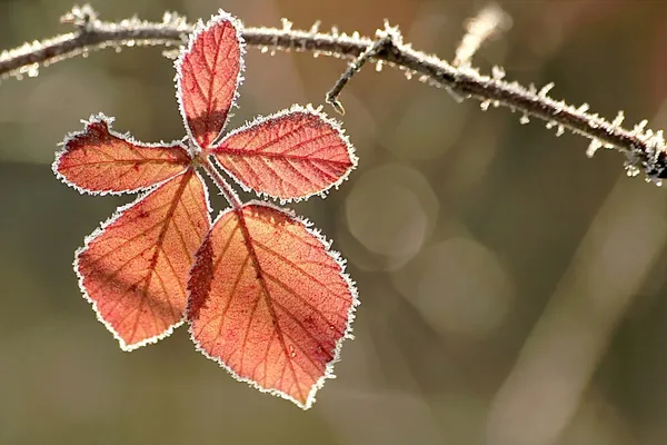 Folha de outono coberta de geada — Fotografia de Stock