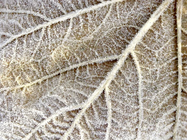 Close-up van maple leaf — Stockfoto