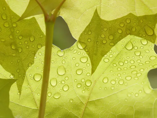 나뭇잎 위에 물방울 — 스톡 사진