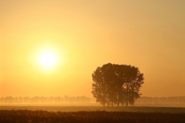 Misty summer sunrise over the field clipart