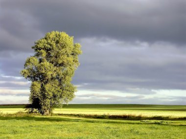 Spring tree at dawn clipart