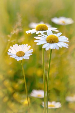 Daisies on a meadow clipart