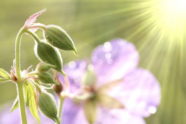 Spring wildflowers clipart