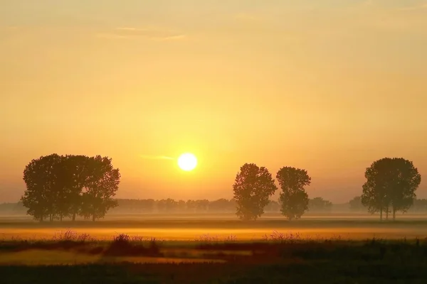 Pittoreska dimmiga soluppgång med träd — Stockfoto