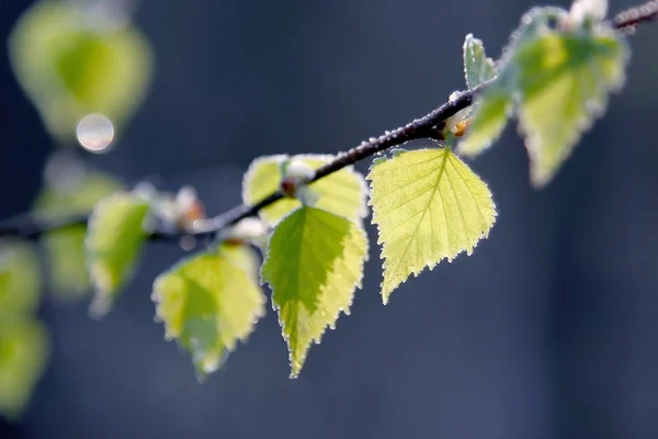 Folhas de primavera de vidoeiro — Fotografia de Stock