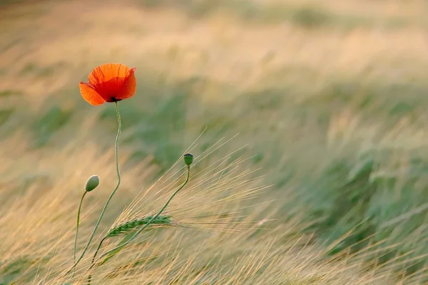 Poppy ao nascer do sol — Fotografia de Stock