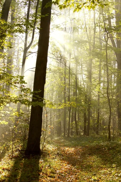 Φθινόπωρο δάσος με οπίσθιο φωτισμό από το πρωί της Κυριακής — Φωτογραφία Αρχείου