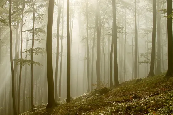 Ηλιαχτίδες στο ομιχλώδες δάσος — Φωτογραφία Αρχείου