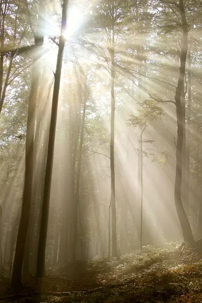 Солнечные лучи в туманном лесу — стоковое фото
