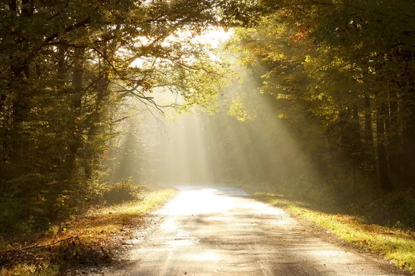 Road through autumn forest at sunrise — Stock Photo, Image