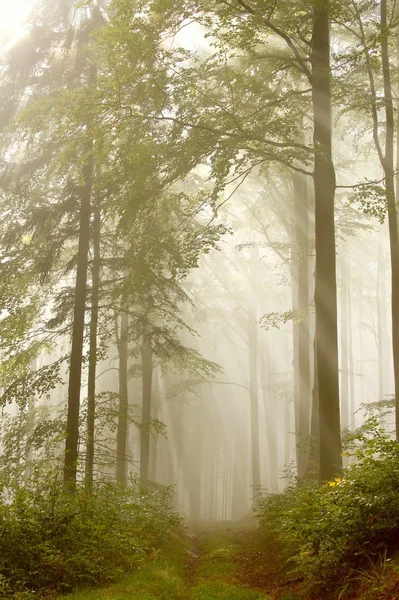 Mglisty las bukowy — Zdjęcie stockowe
