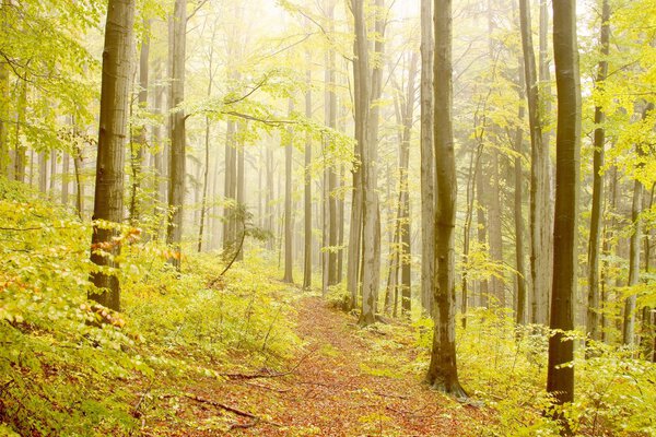 Туманный буковый лес