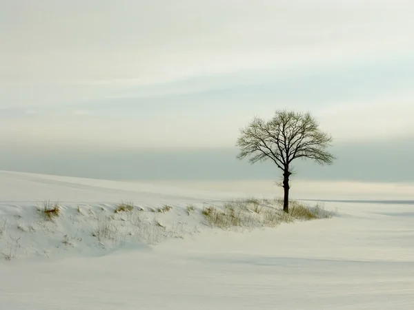 Winter eiken boom bij zonsondergang — Stockfoto