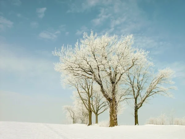 Χειμώνας και δέντρα στον τομέα — Φωτογραφία Αρχείου