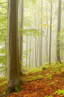 Misty beech forest clipart