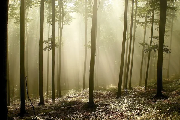 Florestas de faia enevoadas em uma reserva natural — Fotografia de Stock