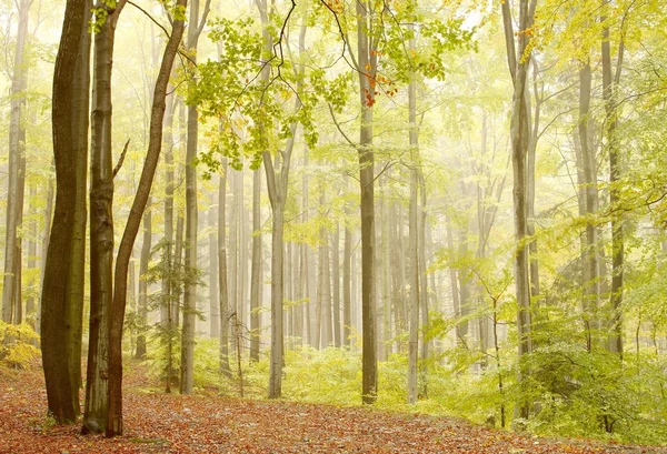 Ομιχλώδη δάση οξυάς στην πλαγιά του βουνού — Φωτογραφία Αρχείου